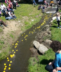 Masses of Ducks Race By